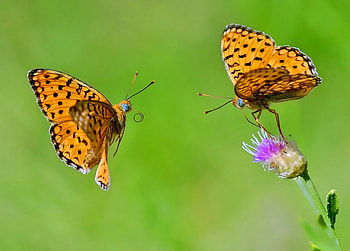 The meeting, butterflies, two, orange and black, flower, green, meeting, spotted HD wallpaper