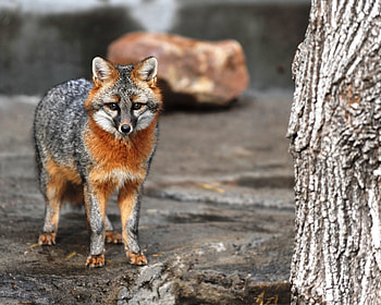 Gray Fox, Marshfield Wildwood Zoo's resident, Gray fox's unfortunate fate, Resilient spirit HD wallpaper