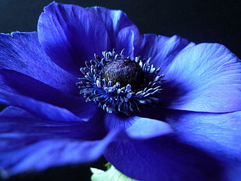 Petals, Background, Flower, Macro, Dark HD wallpaper
