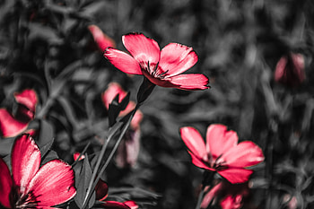 Flowers, Pink, Flower, Field, Blooms, Contrast HD wallpaper