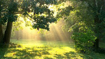 Sunbeam HD wallpaper