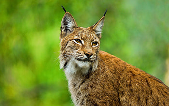 Red Lynx, Bobcat , Animals HD wallpaper