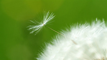 Macro, Dandelion, Fluff, Fuzz, Seeds, Seed HD wallpaper