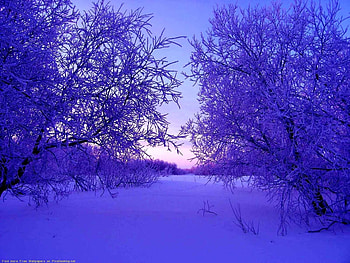 Landscape, Trees, Snow HD wallpaper