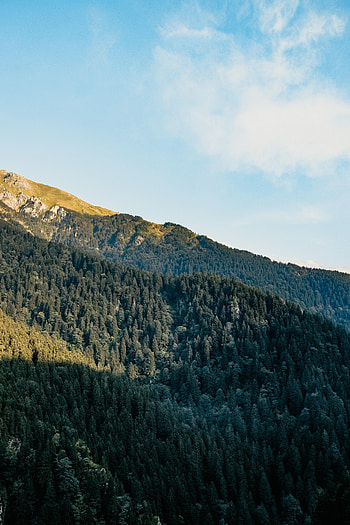 Nature, Trees, Sky, Forest, Slope HD phone wallpaper