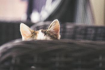 Animals, Cat, Kitty, Kitten, Hide, Ears, Peek Out, Look Out HD wallpaper