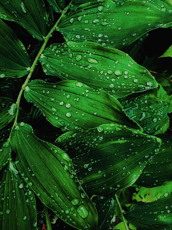 Green leaf, drops, droplets HD phone wallpaper