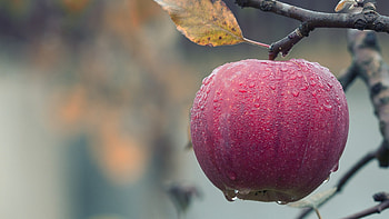 Apple Tree, Apple on a tree branch, Laptop, Full HD wallpaper