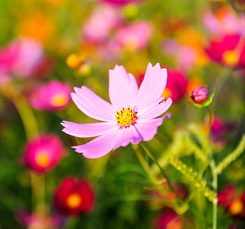 Cosmos, pink flower, blur, bloom HD wallpaper