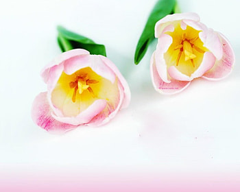 digital tulip, tulip, flowers HD wallpaper
