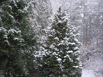 snowing trees, winter, forest, snow, tree HD wallpaper