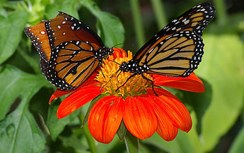 Two Butterflies on a Flower, two, wings, white, orange, dots, butterflies, butterfly, animals, petals, flower HD wallpaper