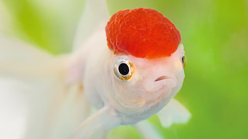 Oranda, Fish HD wallpaper