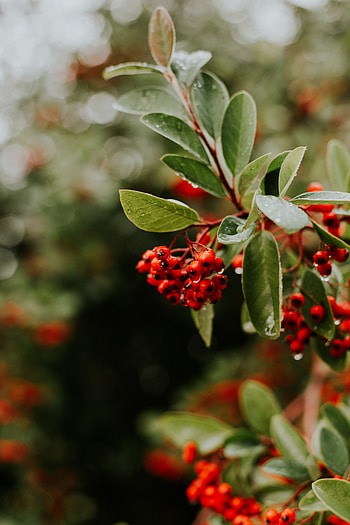 Nature, Leaves, Berries, Wet, Branches, Rowan HD phone wallpaper