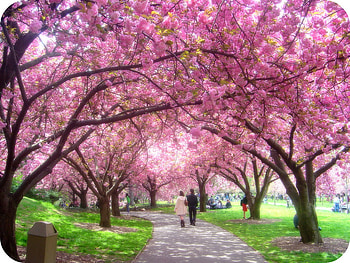 spring walkway, blossoms, sakura, spring, park, walkway HD wallpaper