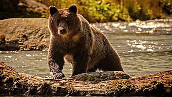 Grizzly bear, Majestic creature, Wild nature, Bear habitat HD wallpaper