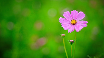 Plants, Flowers HD wallpaper