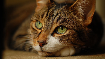 Animals, Cats HD wallpaper