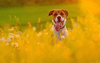 Dog In Fields, dog, field, animals HD wallpaper