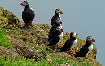 Puffins, sea, iceland, birds HD wallpaper