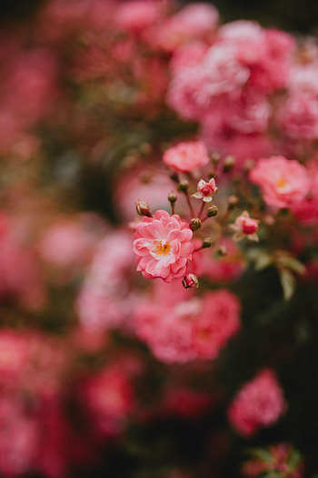 Flowers, Pink, Flower, Macro, Bloom, Flowering HD phone wallpaper