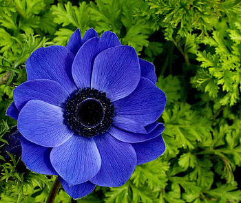 DAISY, PETALS, LEAVES, NATURE, GREEN, BLUE HD wallpaper