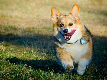 Animals, Dog, Protruding Tongue, Tongue Stuck Out, Run, Run Away, Welsh Corgi HD wallpaper