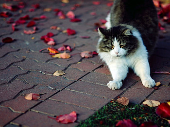 Cute cat, animals, petals, cute, cat, pet HD wallpaper