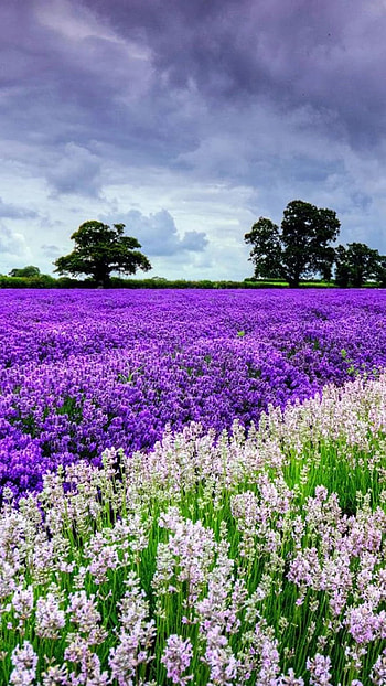 Lavender, Flower Garden HD phone wallpaper