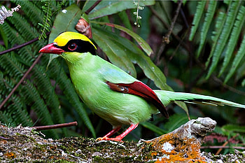 Colorful Bird, colorful, beautiful, bird HD wallpaper