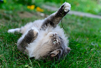 Animals, Cat, Fluffy, Lies, Playful HD wallpaper