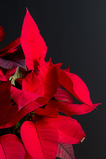 Leaves, Plant, Macro, Bright, Poinsettia, Exotic HD phone wallpaper