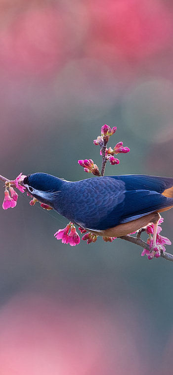 White-eared Sibia (heterophasia auricularis), Animal, bird HD phone wallpaper