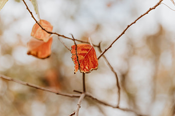 Macro, Branches, Dry, Leaflet HD wallpaper