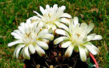 Flowers, Plant, Bouquet HD wallpaper