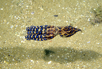 Octopus, Animal, Blue Ringed Octopus HD wallpaper