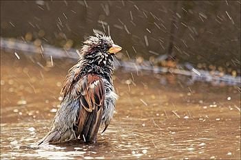 water treatments, bird, animals, treatment, nature, water HD wallpaper