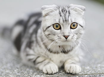 Close-up of a grey and white Scottish Fold kitten with striking eyes, lying on a textured surface. HD wallpaper