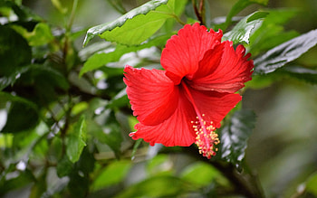 Hibiscus, plant, flower, red HD wallpaper