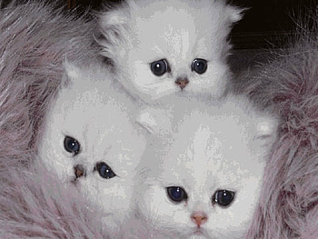 3 fluffy kittens for my friend setareh, cats, friend, fluffy, kittens HD wallpaper