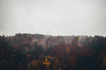 Nature, Autumn, Clouds, Forest HD wallpaper
