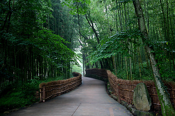 Bamboo, trees, road, fence HD wallpaper