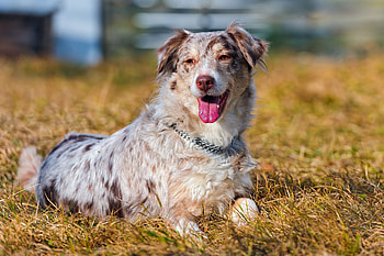 Animals, Grass, To Lie Down, Lie, Dog, Australian Shepherd HD wallpaper