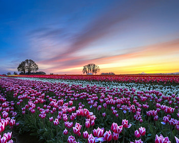 White and Purple Tulips Field, purple, white, field, clouds, trees, nature, tulips HD wallpaper