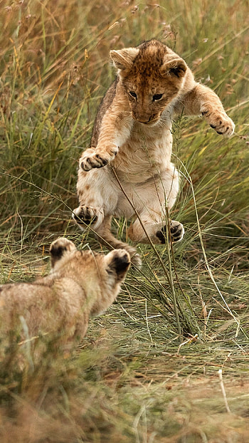 Lion cubs splendor, Roaring admiration, Backiee's wonder, Wildlife beauty HD phone wallpaper