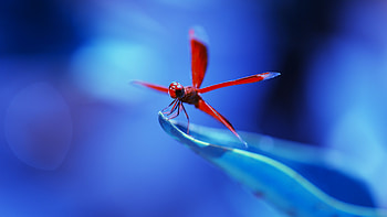 Urothemis signata, Dragonflies HD wallpaper
