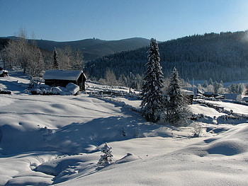 Winter, nature, snow, tree HD wallpaper