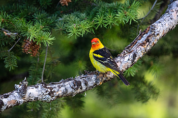 Animals, Feather, Bird, Multicolored, Motley, Branch HD wallpaper