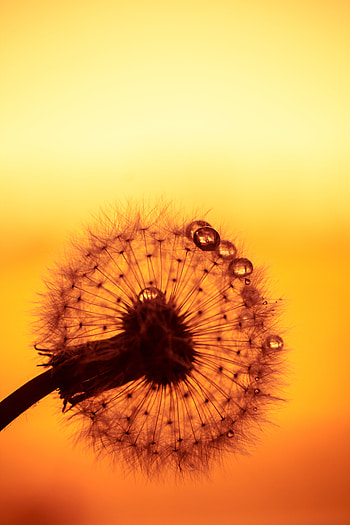 Drops, Flower, Macro, Dandelion HD phone wallpaper