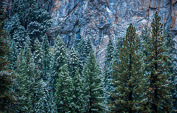 Nature, Trees, Usa, Forest, United States, California, Yosemite HD wallpaper